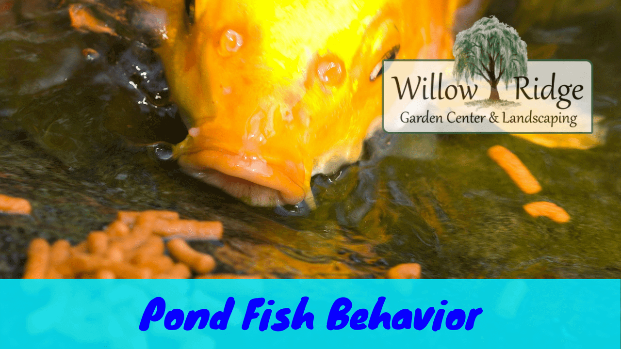 pond fish behavior