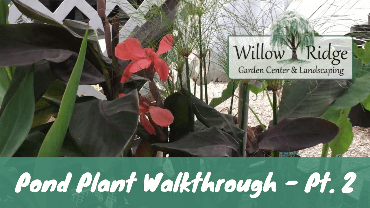 water plant walkthrough