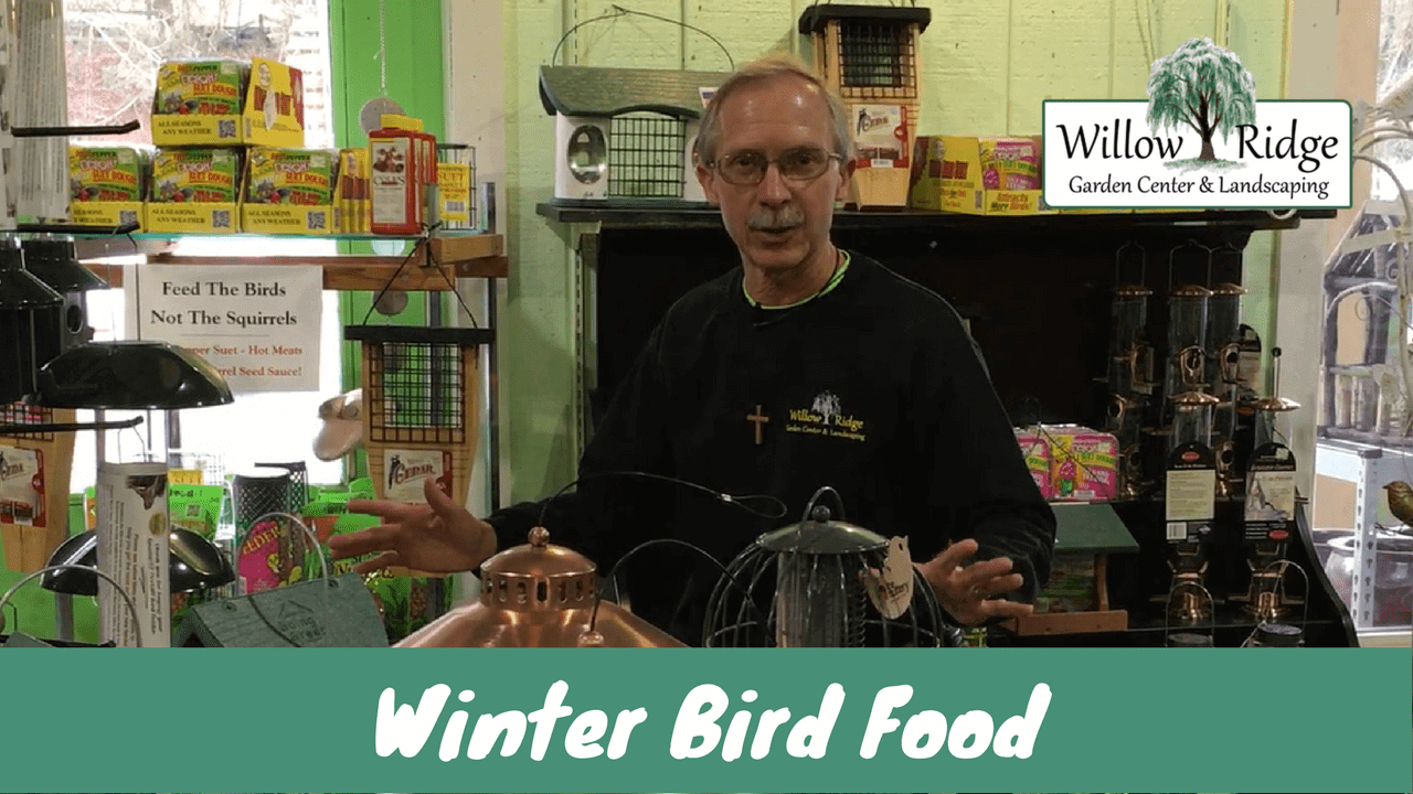 winter bird food
