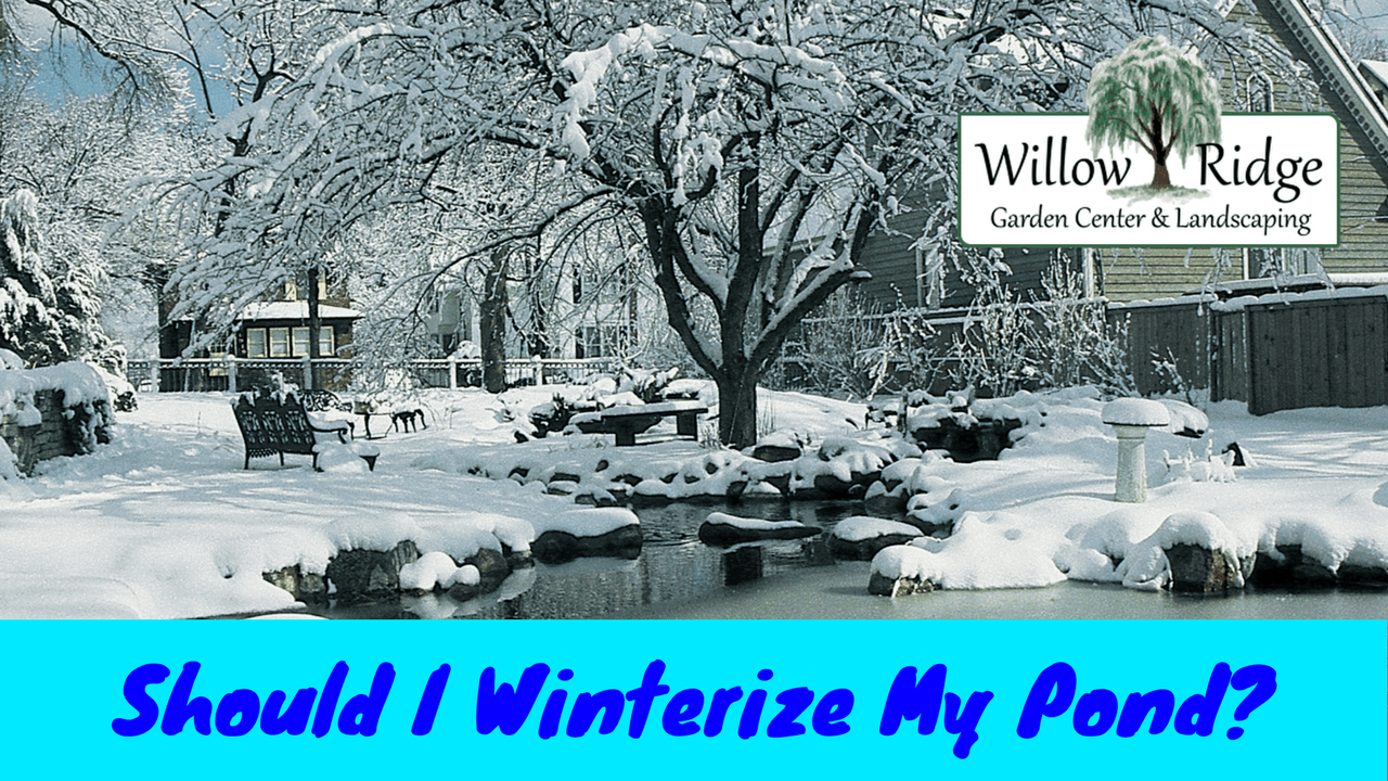 winterize my pond
