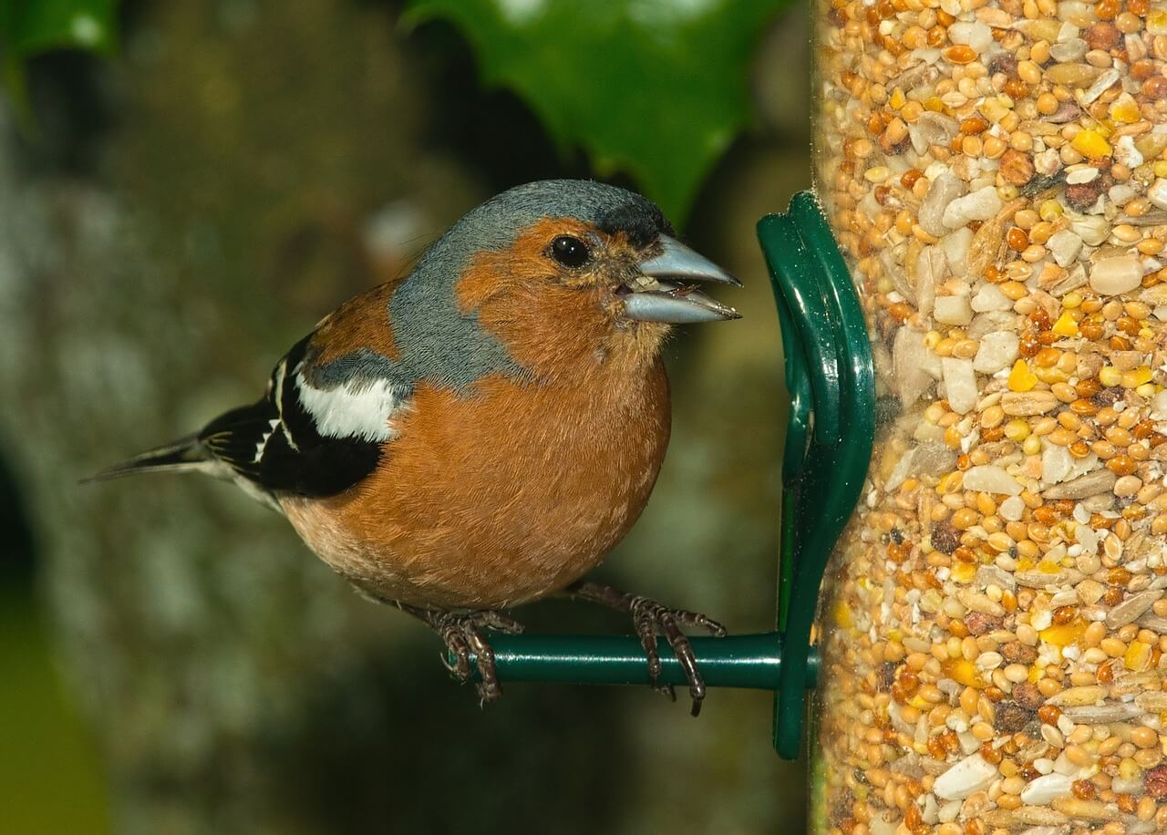 Feeding Birds During Summer