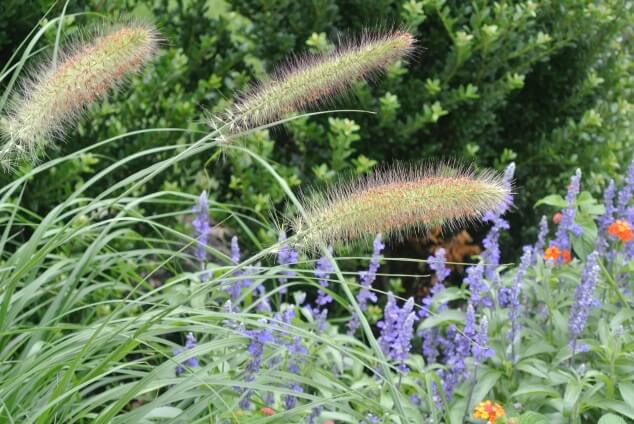 Ornamental Grasses