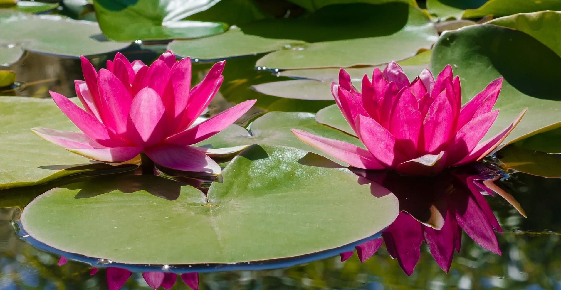 Water Lily