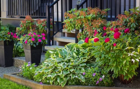Flower Plants landscaping